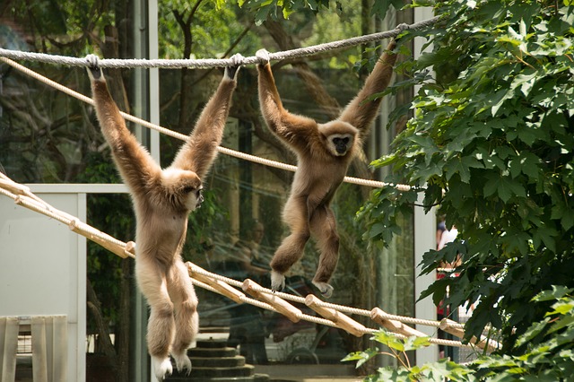 gibbon-826006_640